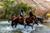 Cabalgata en Elqui: Río Cochiguaz y Paisajes de Cordillera