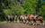 Horseback Riding in Pinto: Unmissable Native Forest