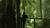 Sendero Samadhi: Walk through oaks, laurels and lingues