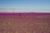 Full Day en el Desierto Florido: Naturaleza en Llanos de Challe