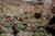 Explora los Pueblos Remotos de San Pedro de Atacama: Trekking Machuca a Río Grande