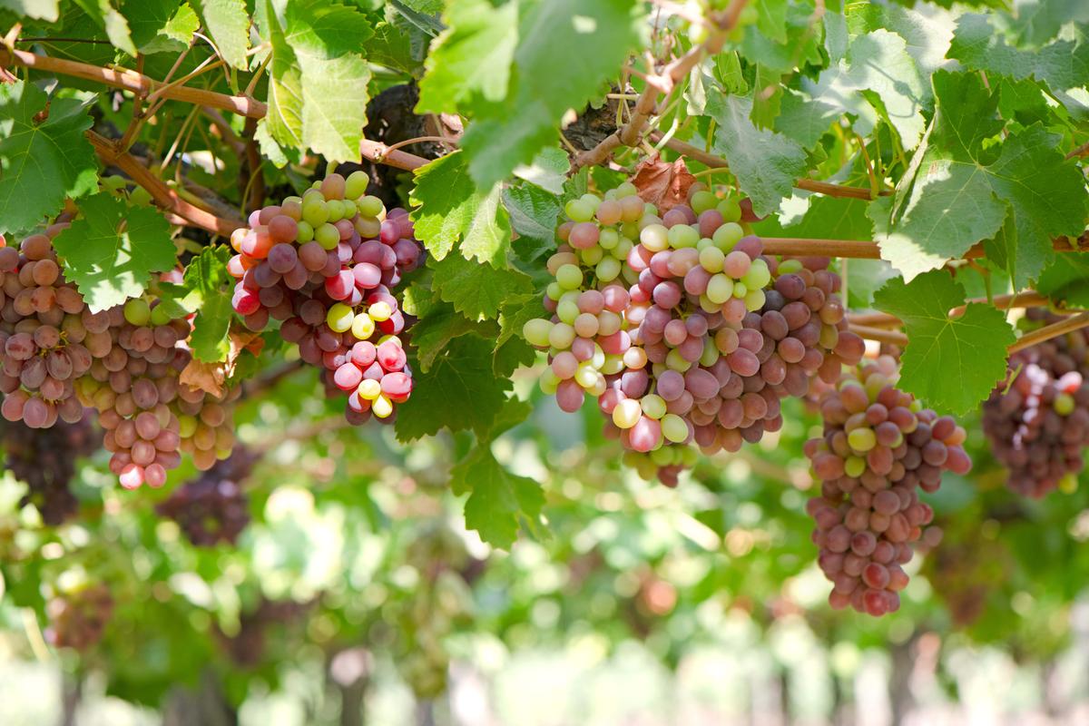 Rancagua, Valle de Colchagua y Santa Cruz