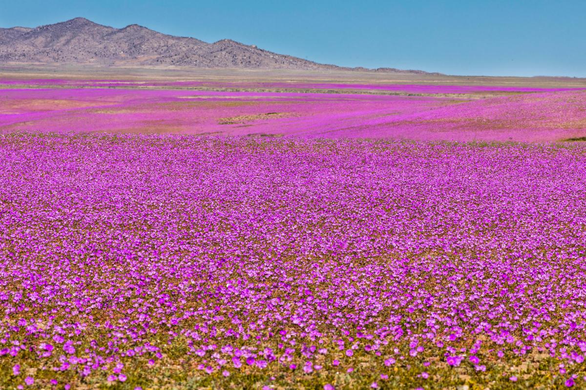 Copiapó