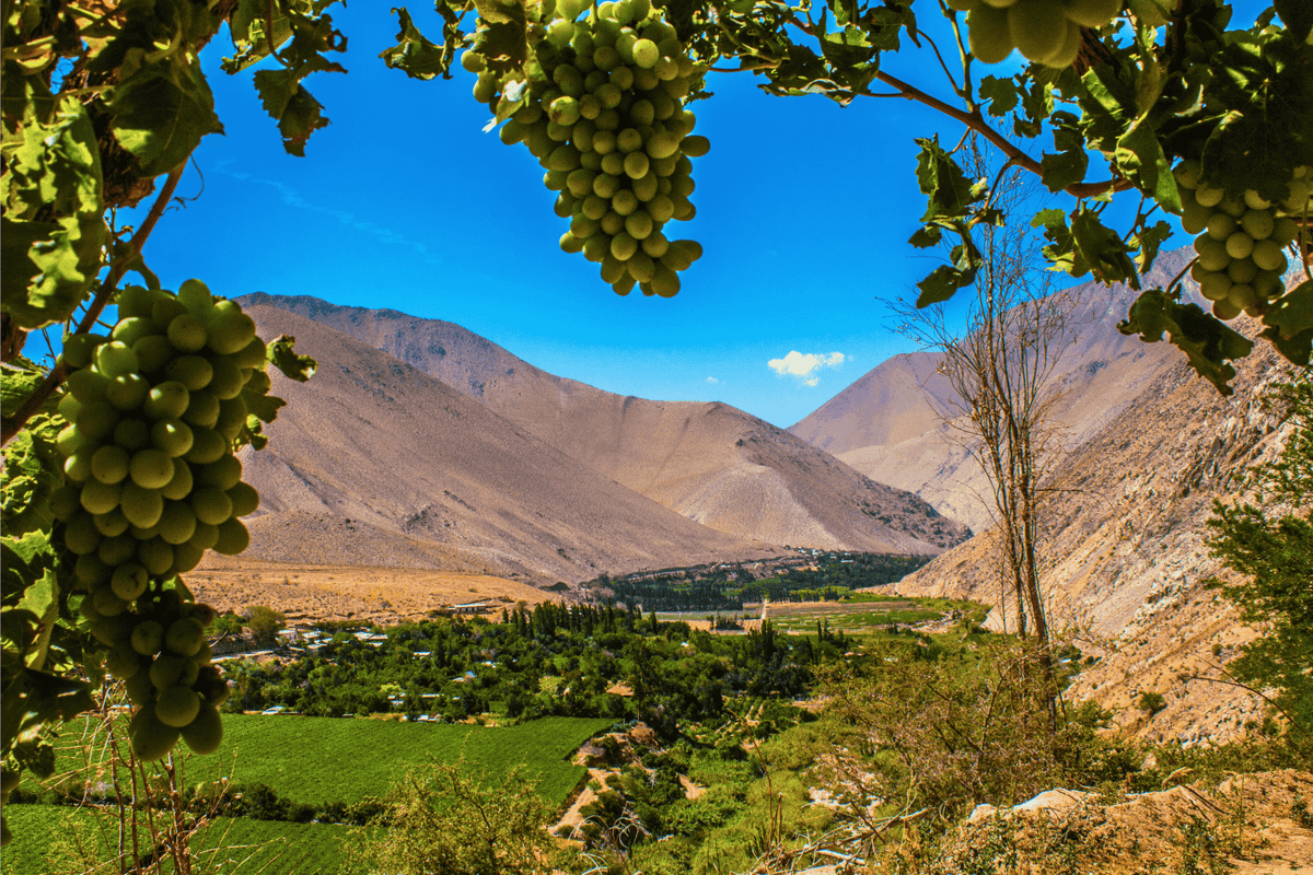 Día Completo en el Valle del Elqui: Cultura, Pisco y Naturaleza