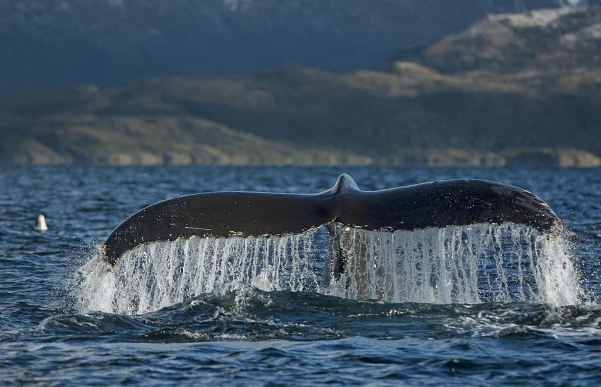 Avistamiento de ballenas, fauna marina y glaciares en el Estrecho de Magallanes, Parque Francisco Coloane