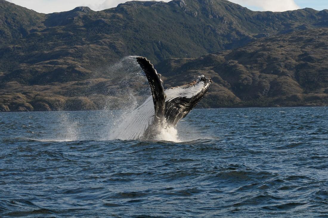 Avistamiento de Ballenas en el Estrecho de Magallanes: Expedición de 3 Días