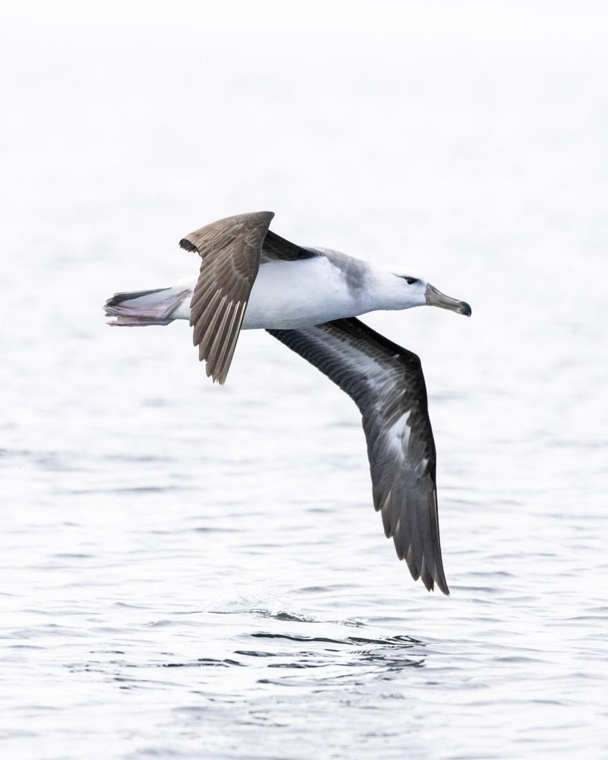 Navegación pelágica en el estrecho de Magallanes
